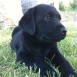 CACHORRO
